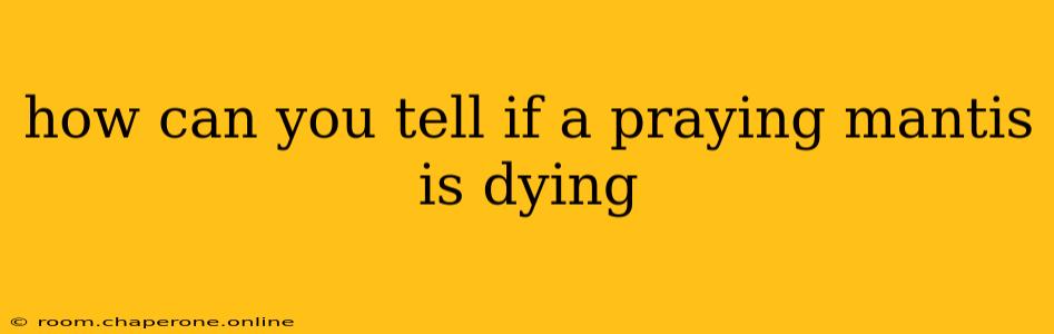 how can you tell if a praying mantis is dying