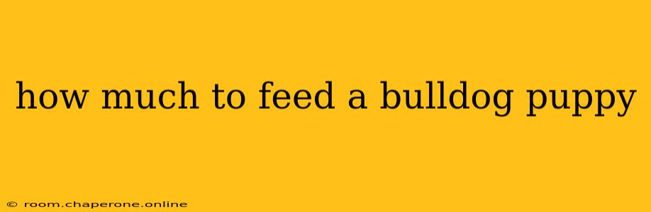 how much to feed a bulldog puppy