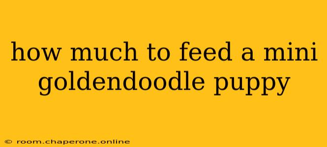 how much to feed a mini goldendoodle puppy