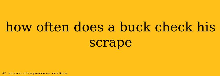 how often does a buck check his scrape