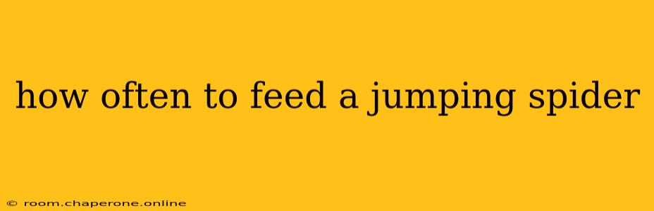 how often to feed a jumping spider