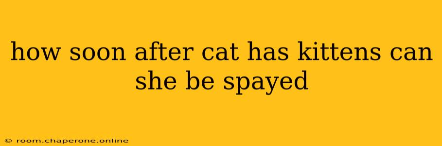 how soon after cat has kittens can she be spayed