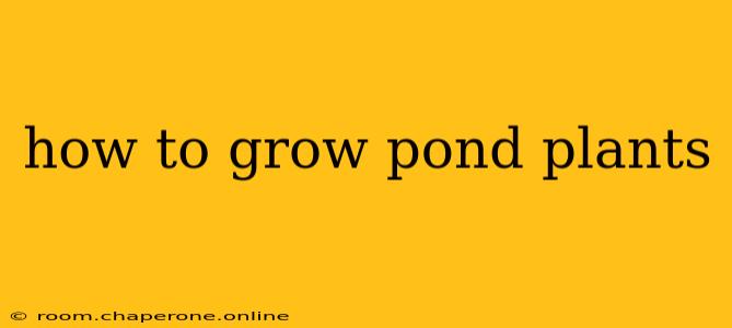 how to grow pond plants