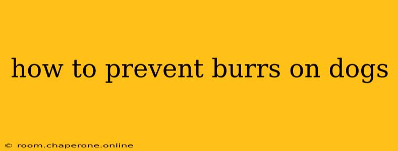 how to prevent burrs on dogs