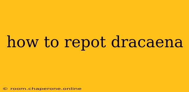 how to repot dracaena